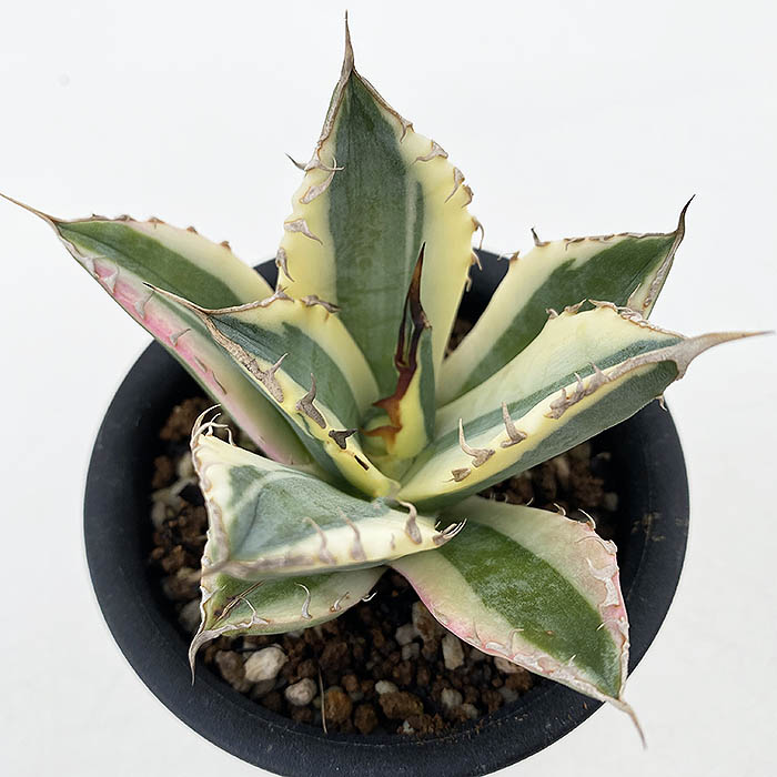 アガベ チタノタ ”スナグルトゥース” | ネットショップ・アガベ
