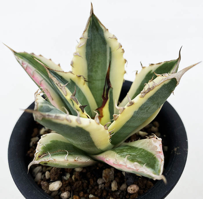 アガベ チタノタ ”スナグルトゥース” | ネットショップ・アガベ