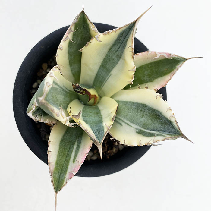 アガベ チタノタ ”スナグルトゥース” | ネットショップ・アガベ