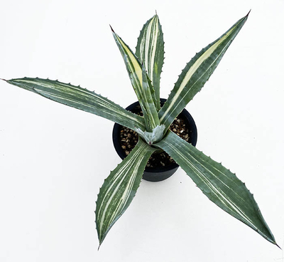 アガベ　アメリカーナ・ストリアータ