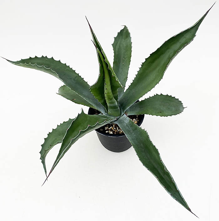 アガベ サルミアナ・フェロックス ”ローガン・カルホーン” | ネット