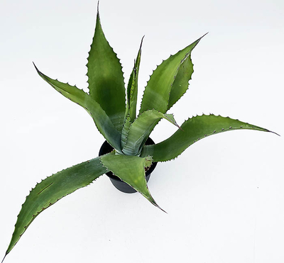 アガベ　&rdquo;ブルーベル　ジャイアンツ&rdquo;