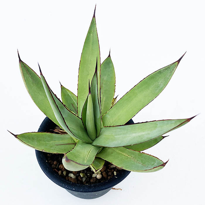 アガベ　ロマニー&rdquo; マイナー・レッドグロー&rdquo;