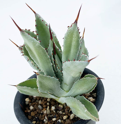 アガベ　ポタトラム　モンストローサ &rdquo;キュービック&rdquo;