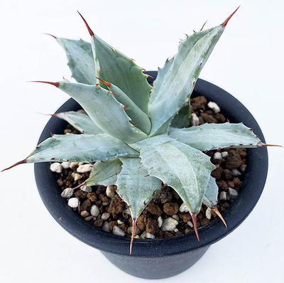 斑入りのアガベを販売 | ネットショップ・アガベ