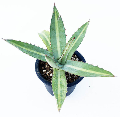 アガベ　ロファンタ &rdquo;ラ・ファ・ベビー&rdquo;