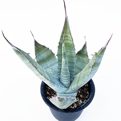 アガベ　コロラータ