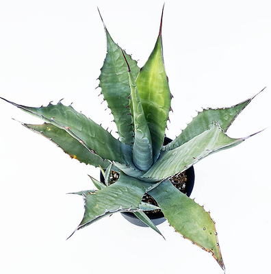 アガベ　サルミアナ・フェロックス