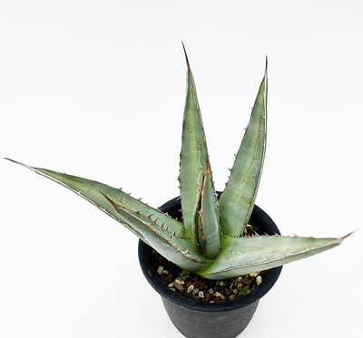 アガベ　パープソラム