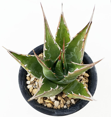 アガベサイトが育成した良苗を販売 | ネットショップ・アガベ