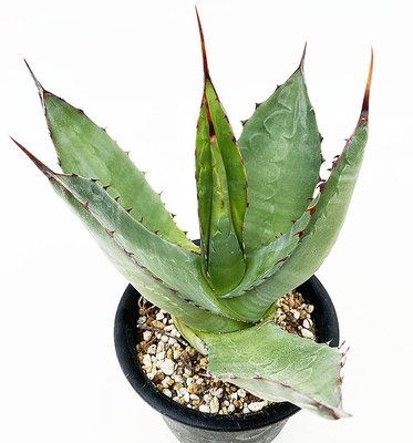 アガベ　アトロビレンス・アトロビレンス