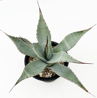 アガベ　ハバディア―ナ