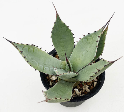 アガベ　アプラナータ