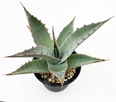 アガベ　サブシンプレックス