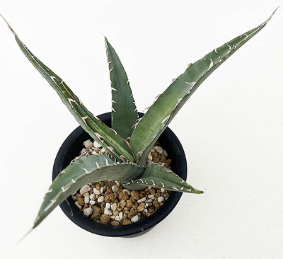 アガベ　ディフォルミス