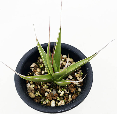 アガベ　ペローナ