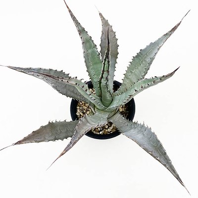 アガベ　パルメリー