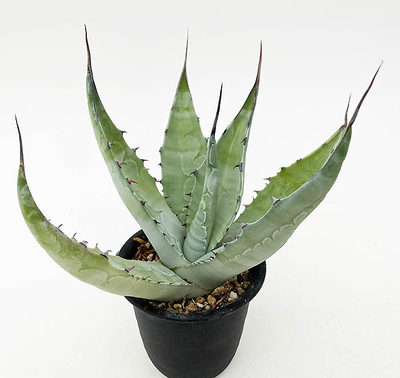 アガベ　サルミアナ・クラッシスピナ