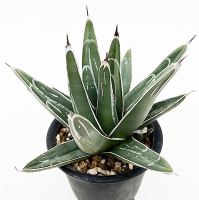 アガベ　ビクトリア・レジーナ "ソーボダエ"