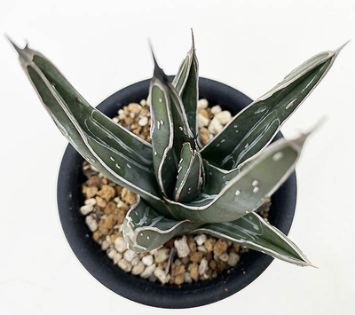 アガベ　ニッケルシー