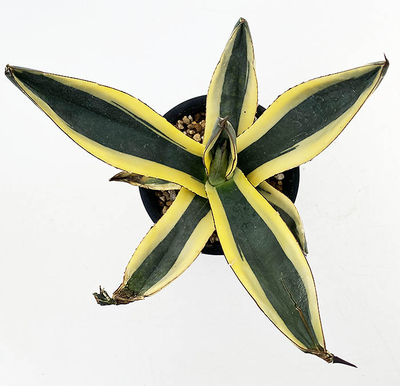 アガベ　ニッケリーマ&rdquo;グレートホワイトシャーク&rdquo;PP32.484