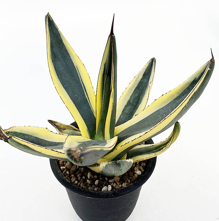 アガベ ニッケリーマ”グレートホワイトシャーク”PP32.484 | ネット