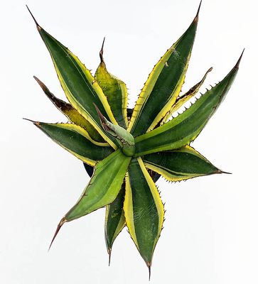 ネットショップ・アガベ