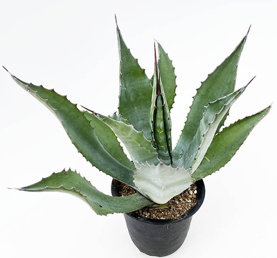 アガベ　プシュード フェロックス &rdquo;グリーンゴブレット&rdquo;