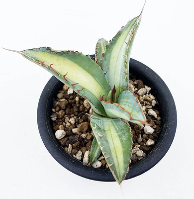 アガベ　チタノタ &rdquo;ダスティ ローズ&rdquo;