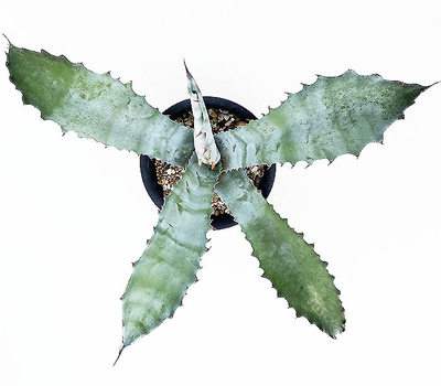 アガベ プロトアメリカーナ ”ファンキートゥース” | ネットショップ