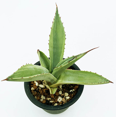 アガベ　オバティホリア &rdquo;キラー&rdquo;