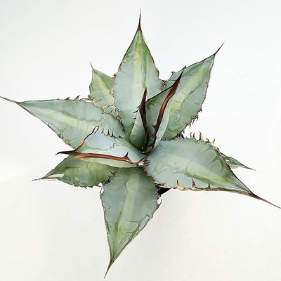 アガベ　チタノタ"X-Rays"