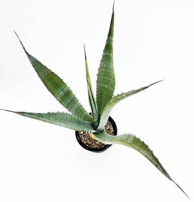 アガベ　サルミアナ・アンガスティフォリア