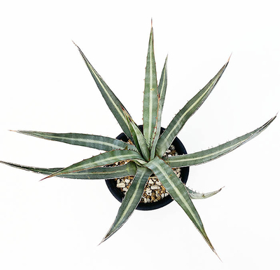 アガベ　ファンキアナ &rdquo;ブルーヘイズ&rdquo;