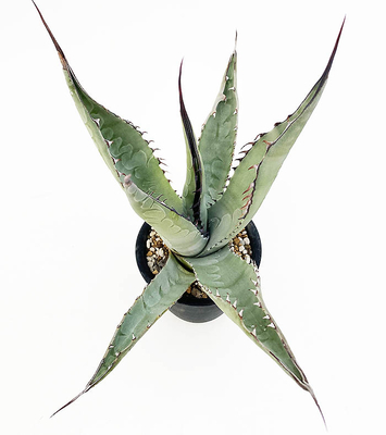 アガベ　アスペリーマ ・アスペリーマ