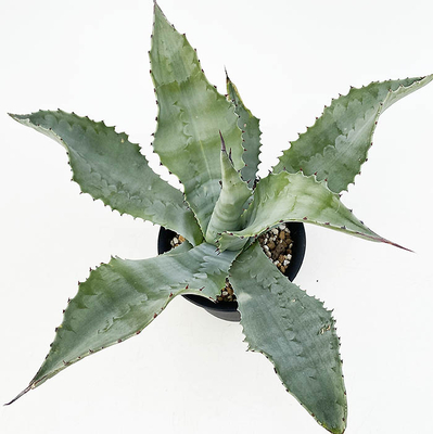 アガベ　"Mr.リップル"