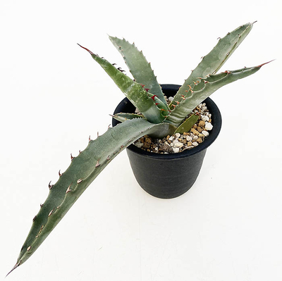 アガベ　ジェントリー&rdquo;ジョーズ&rdquo;