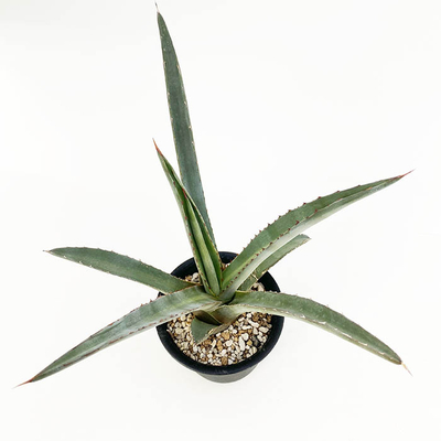 アガベ　ファンキアナ