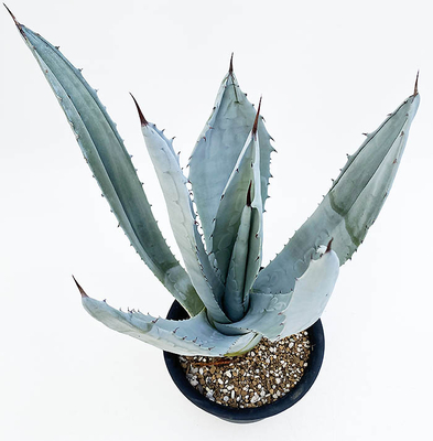 アガベ　ウインテリアーナ