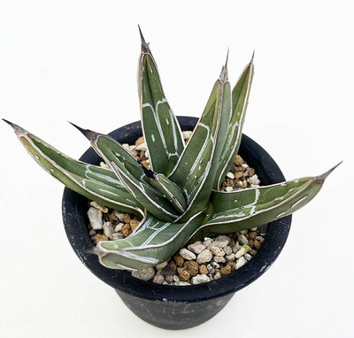 アガベ　ニッケルシー