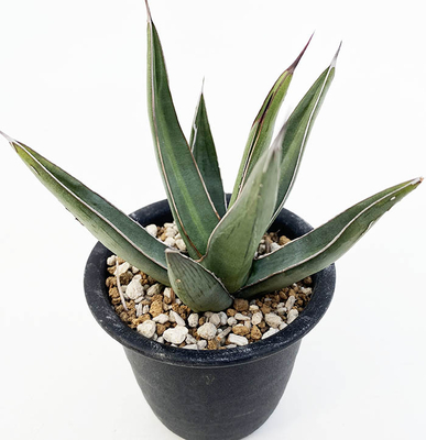 アガベ　ニッケルシー