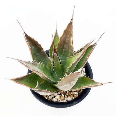 アガベ  モンタナ