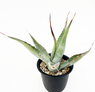 アガベ　モンタナ &rdquo;バカラッタ&rdquo;