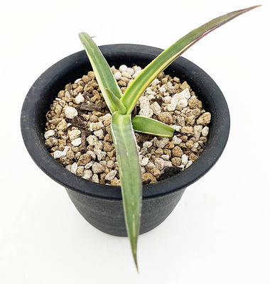 アガベ　ニザンデンシス&rdquo;ダブルストライプ&rdquo;