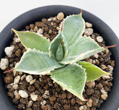 アガベ　イスメンシス &rdquo;雷神錦&rdquo;