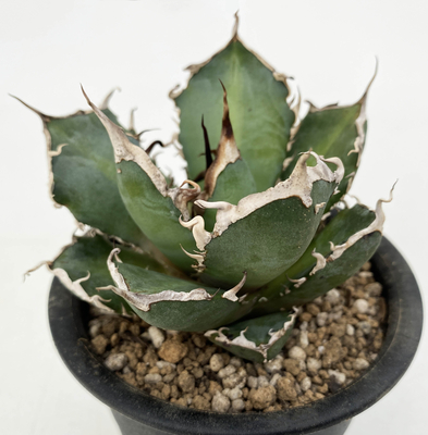 アガベ　オテロイ &rdquo;ミーンストリーク&rdquo;