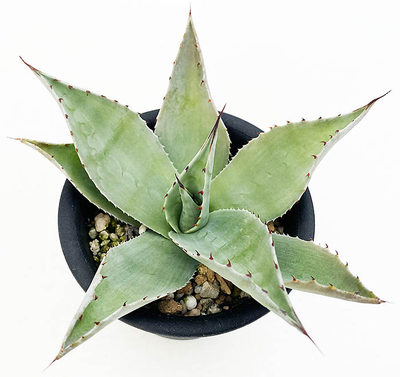 アガベ　オバティホリア（ビックフォーム）