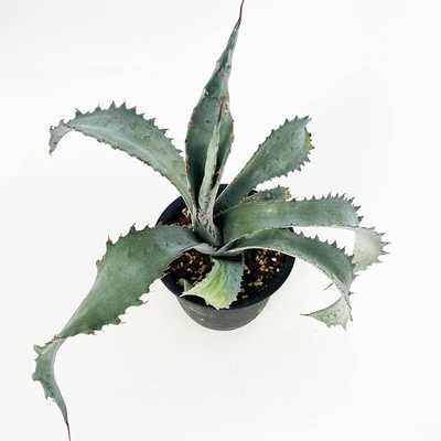 アガベ　プロトアメリカーナ &rdquo;ファンキートゥース&rdquo;