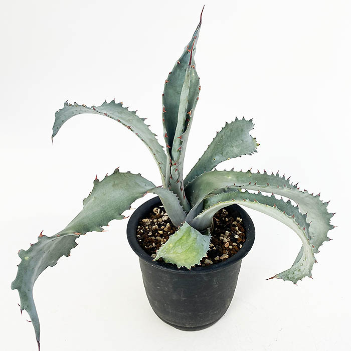 アガベ プロトアメリカーナ ”ファンキートゥース” | ネットショップ