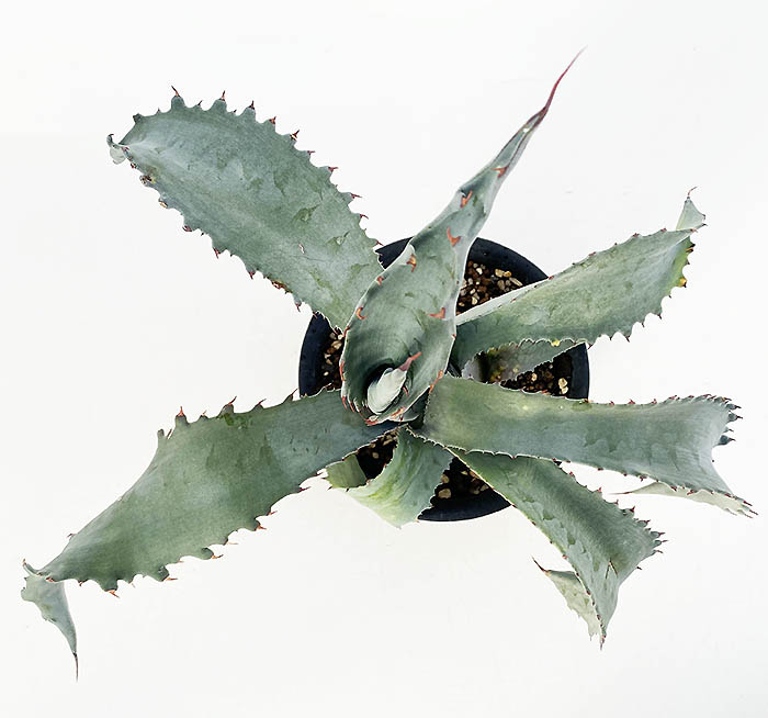 アガベ プロトアメリカーナ ”ファンキートゥース” | ネットショップ